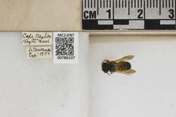 Media type: image;   Entomology 786107 Aspect: Labels
